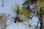 Slash pine